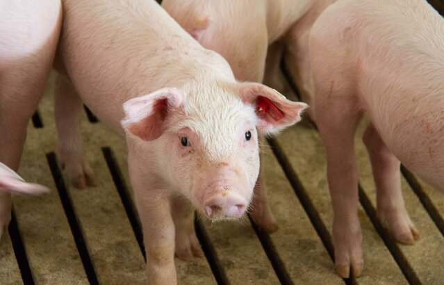 Vier Ferkel auf Vollspaltenboden | © Land schafft Leben