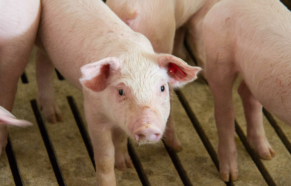 Schwein | Land schafft Leben