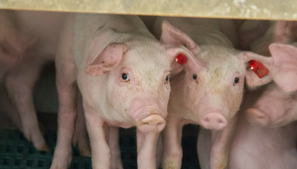 Drei Ferkel nebeneinander | © Land schafft Leben