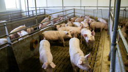 Mehrere Schweine im Stall | © Land schafft Leben