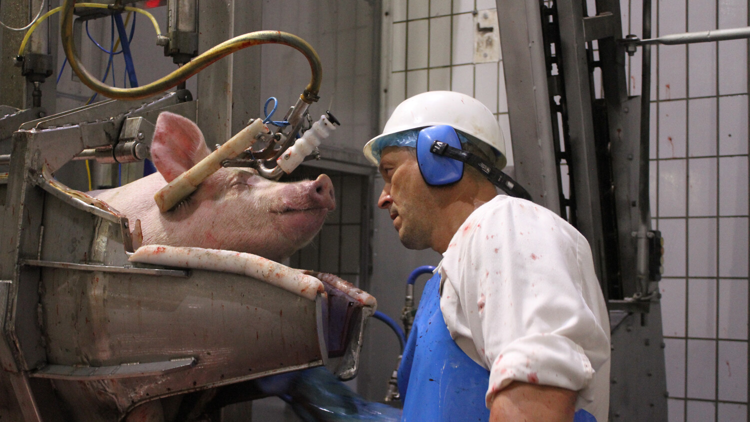 Schweine schlachten Teil II Land schafft Leben