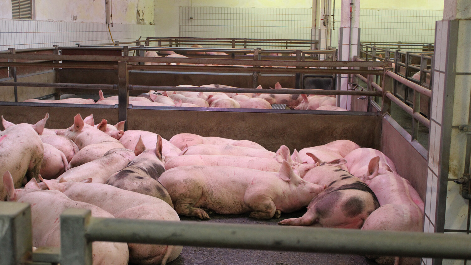 Schweine schlachten Teil I | Land schafft Leben