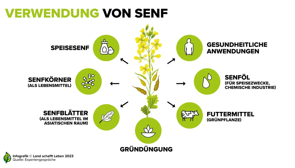 Senfarten | Land schafft Leben