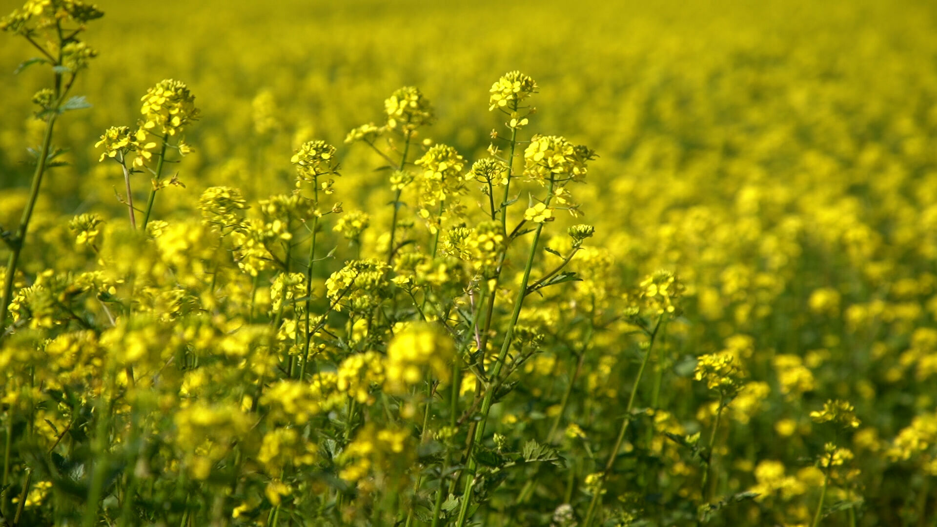 Senf Anbau Landwirtschaftnull