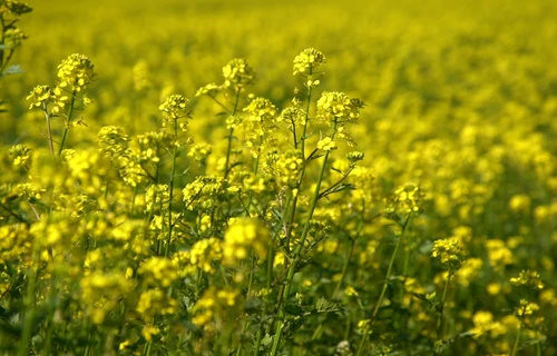 Senfanbau in sterreich | Land schafft Leben