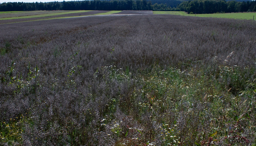 Senfanbau in sterreich | Land schafft Leben