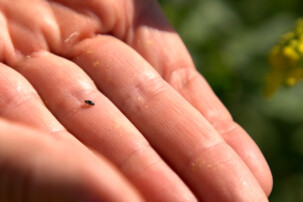 kleiner Rapsglanzkäfer auf einer Hand | © Land schafft Leben