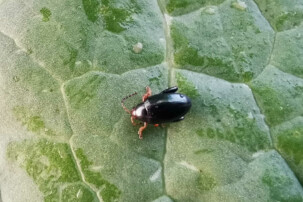 kleiner Erdfloh auf Blatt | © Land schafft Leben