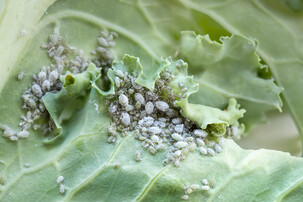 Mehlige Kohlblattläuse auf grünem Blatt, Senf-Schädling | © Shutterstock
