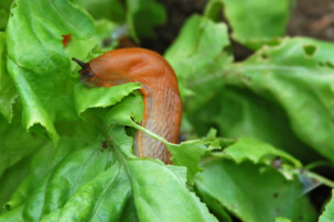 Nacktschnecke auf Blatt | © iStock