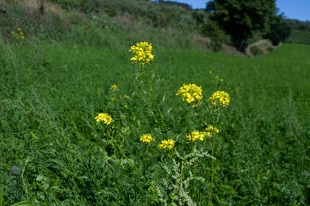 Zwischenfruchtanbau Senf, Gründüngung | © Land schafft Leben