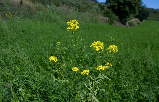 Zwischenfruchtanbau Senf, Gründüngung | © Land schafft Leben