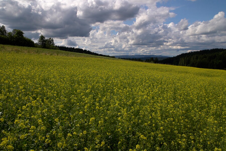 blühendes, gelbes Senffeld in Österreich | © Land schafft Leben