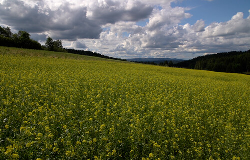 Senffeld | © Land schafft Leben blühendes, gelbes Senffeld in Österreich | © Land schafft Leben