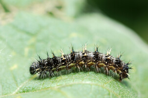 schwarz-weiße Raupe eines Distelfalters | © https://www.flickr.com/photos/sanmartin/3697511564/