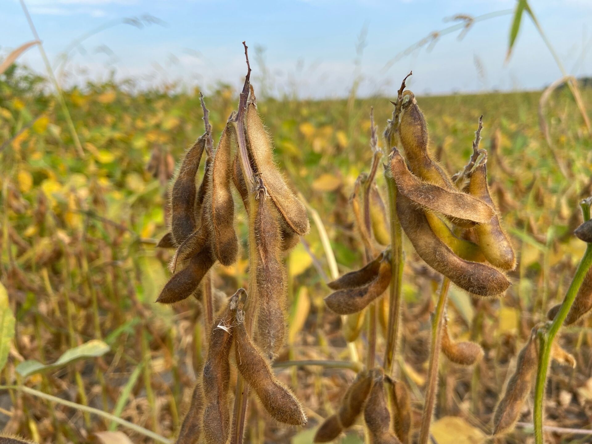 abgereifte Sojapflanzen | © Land schafft Leben abgereifte Sojabohnen in Hülsen | © Land schafft Leben