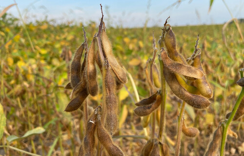 abgereifte Sojapflanzen | © Land schafft Leben abgereifte Sojabohnen in Hülsen | © Land schafft Leben