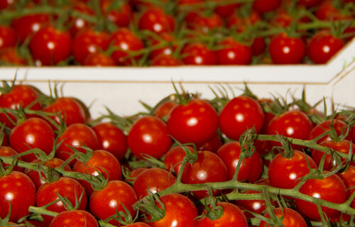 Tomaten | © Land schafft Leben Cocktailtomaten | © Land schafft Leben