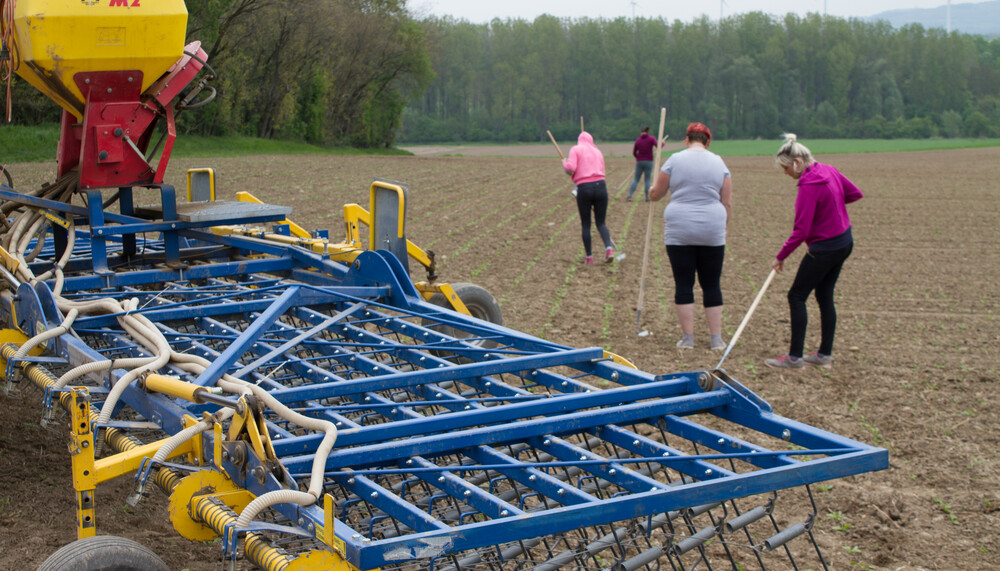 Gerät und Arbeiter auf Zuckerrübenfeld | © Land schafft Leben