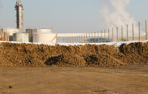 Angeschneiter Haufen Zuckerrüben | © Land schafft Leben