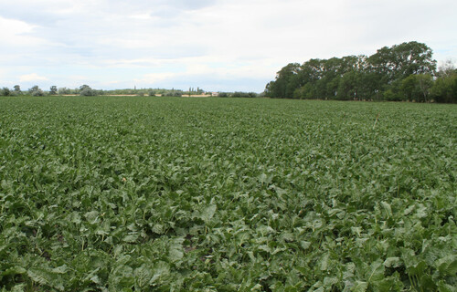 Rübenfeld | © Land schafft Leben Zuckerrübenfeld vor Waldstück | © Land schafft Leben