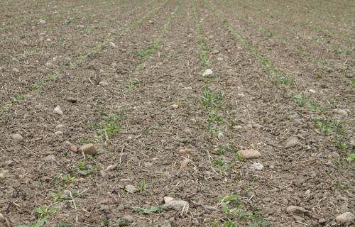 Boden Rübenfeld | © Land schafft Leben Rübenfeld | © Land schafft Leben
