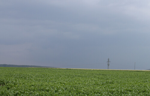 Zuckerrübenfeld unter dicht bewölktem Himmel | © Land schafft Leben