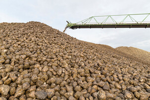 Haufen Zuckerohr außen | © AGRANA/Schedl