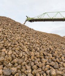 Haufen Zuckerohr außen | © AGRANA/Schedl