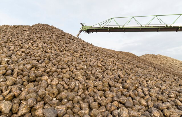 Haufen Zuckerohr außen | © AGRANA/Schedl