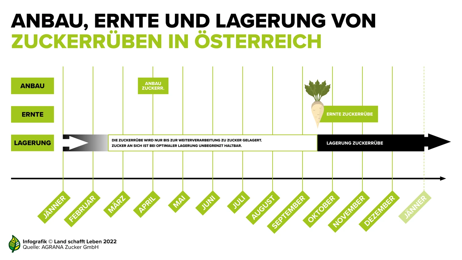 Anbau, Pflanzenschutz und Ernte von Zuckerrben