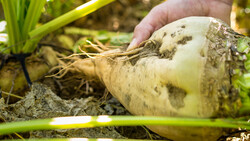 Person hält Zuckerrübe auf Feld | © Land schafft Leben