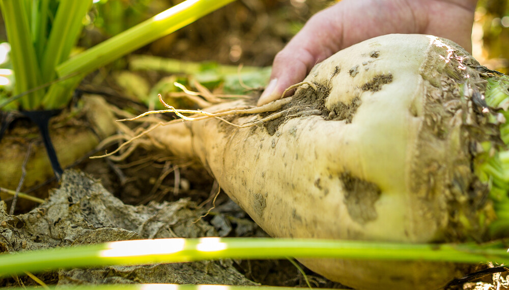 Person hält Zuckerrübe auf Feld | © Land schafft Leben