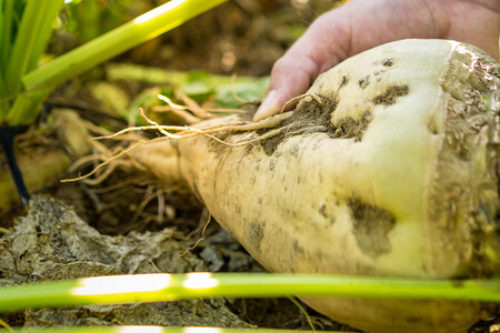 Person hält Zuckerrübe auf Feld | © Land schafft Leben