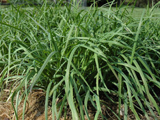 Winterheckenzwiebel | © Taraxacumseeds/https://commons.wikimedia.org/w/index.php?curid=22984074