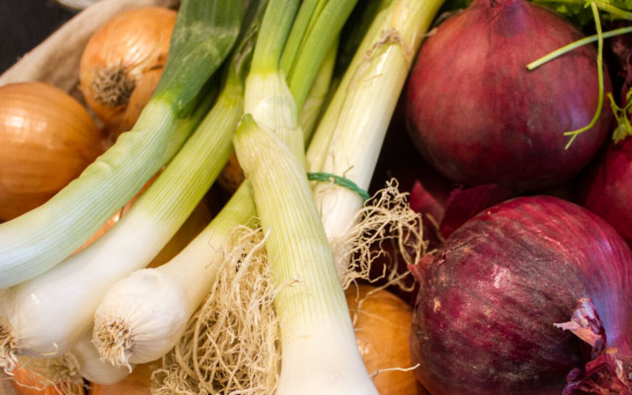Zwiebel | Land schafft Leben