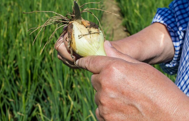 Zwiebel in der Hand aufschneiden | © Land schafft Leben