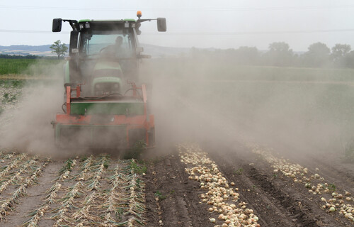 Traktor erntet Zwiebeln | © Land schafft Leben