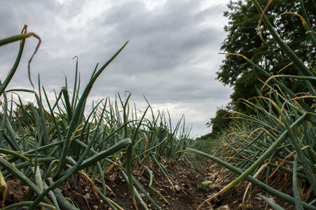 Nahaufnahme im Zwiebelfeld | © Land schafft Leben