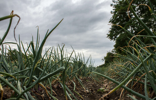 Nahaufnahme im Zwiebelfeld | © Land schafft Leben