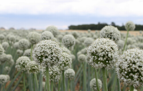 Zwiebelblüten | © Land schafft Leben