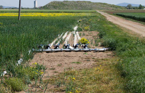 zwiebel bewässerung | © Land schafft Leben, 2018 zwiebel bewässerung | © Land schafft Leben, 2018