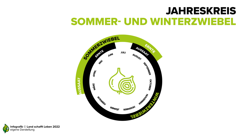 Infografik zum Jahreskreislauf der Zwiebel | © Land schafft Leben