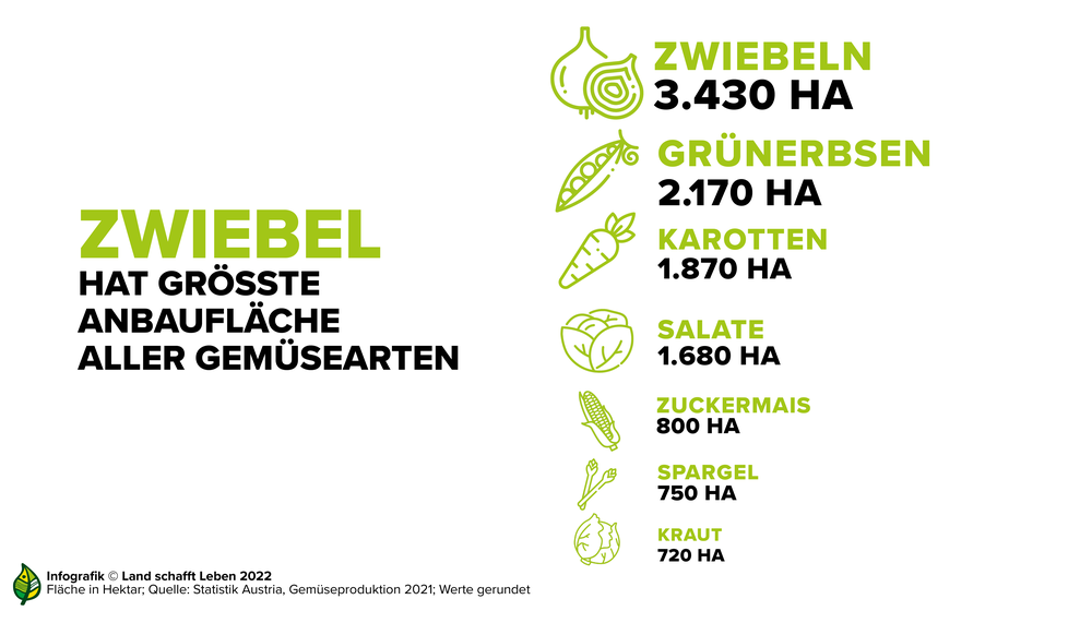 Infografik zur Zwiebel als als Gemüse mit der größten Anbaufläche in Österreich | © Land schafft Leben