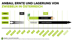 Infografik zu Anbau, Ernte und Lagern von Zwiebeln in Österreich | © Land schafft Leben