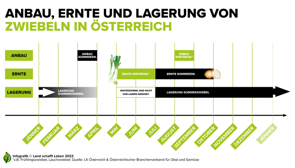 Infografik zu Anbau, Ernte und Lagern von Zwiebeln in Österreich | © Land schafft Leben