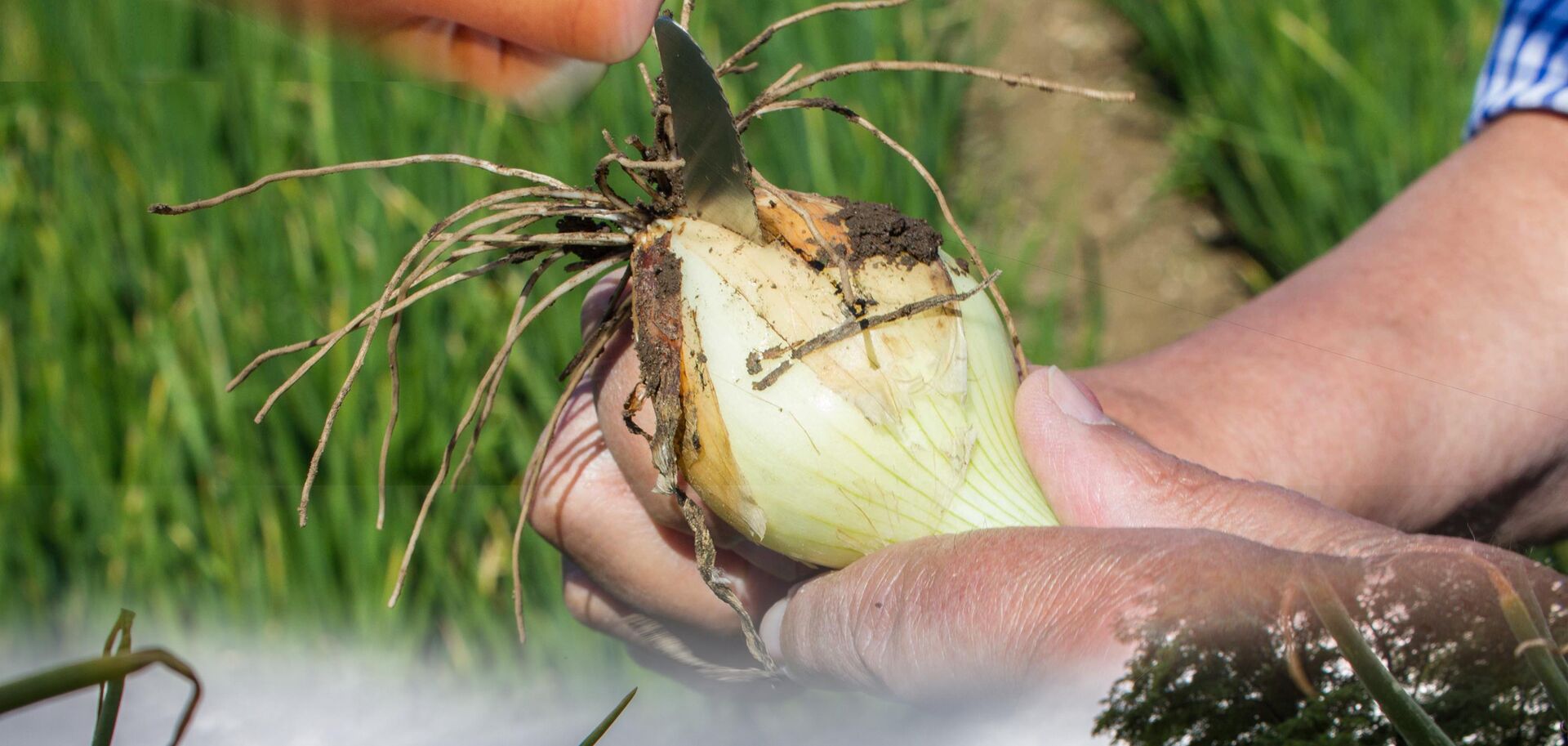 Zwiebel schneiden | © Land schafft Leben Person schneidet auf Feld in Zwiebel | © Land schafft Leben