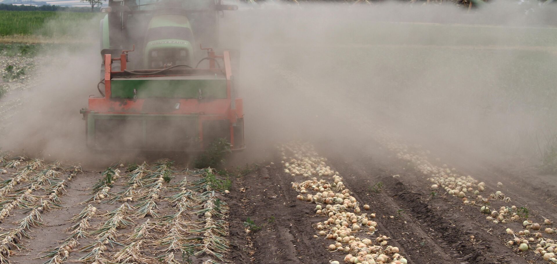 Traktor Zwiebel | © Land schafft Leben Traktor fährt auf Zwiebelfeld | © Land schafft Leben