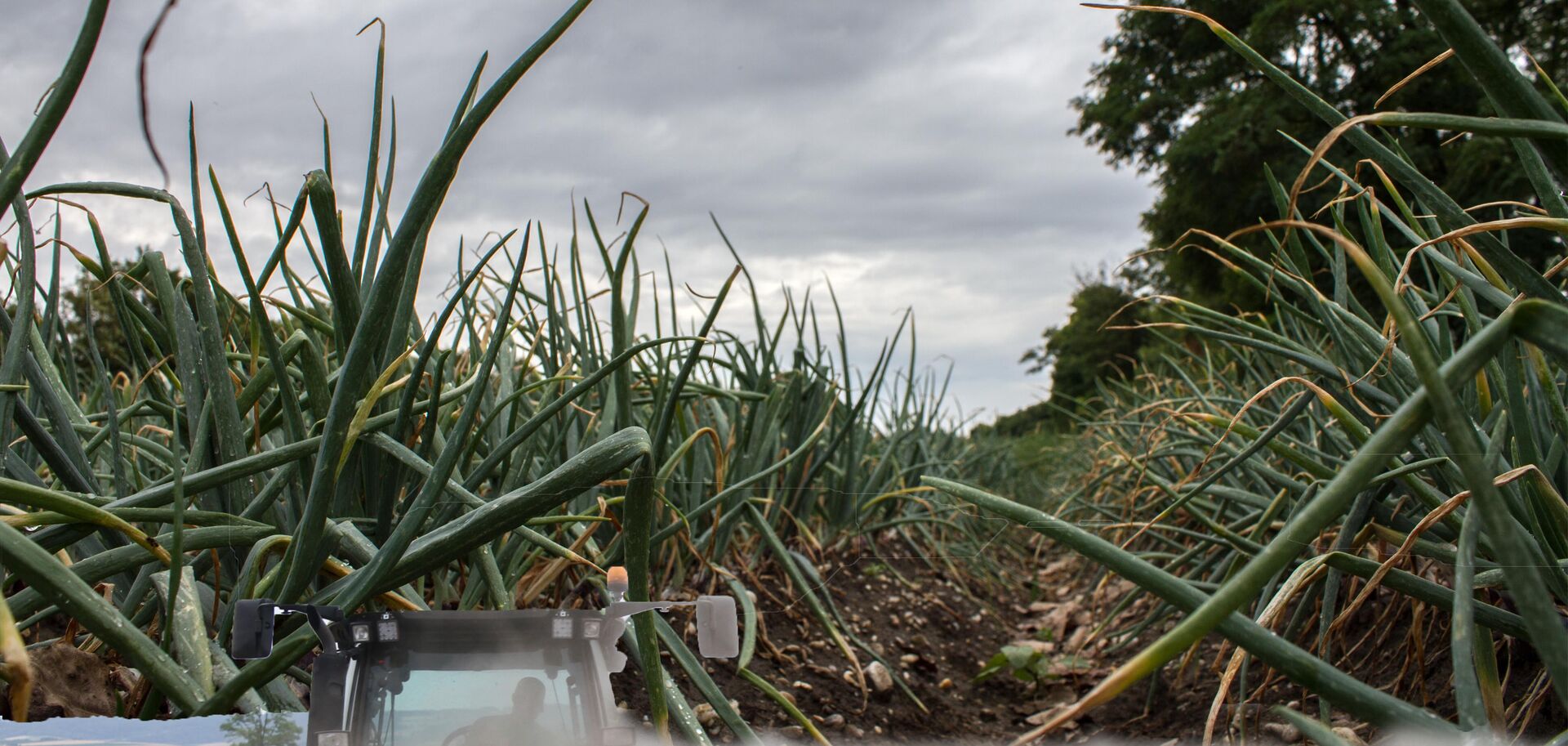Zwiebelfeld | © Land schafft Leben Nahaufnahme auf Zwiebelfeld | © Land schafft Leben