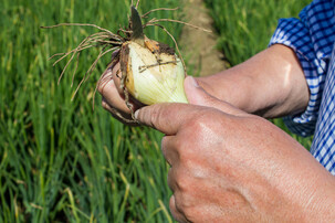 Person schneidet Zwiebel auf Feld | © Land schafft Leben